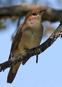 Common Nightingale