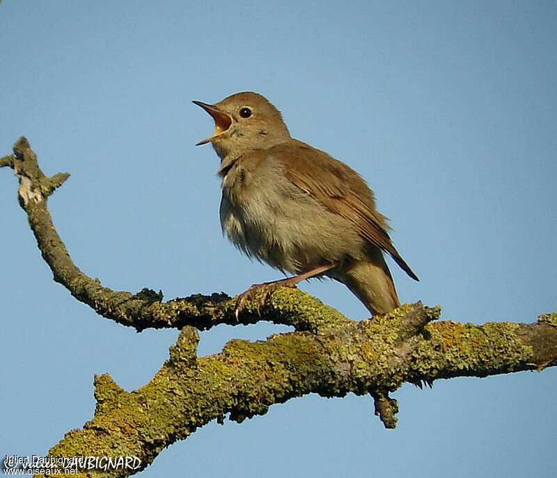 Common Nightingale, song