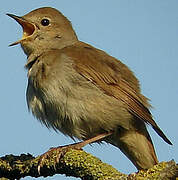 Common Nightingale