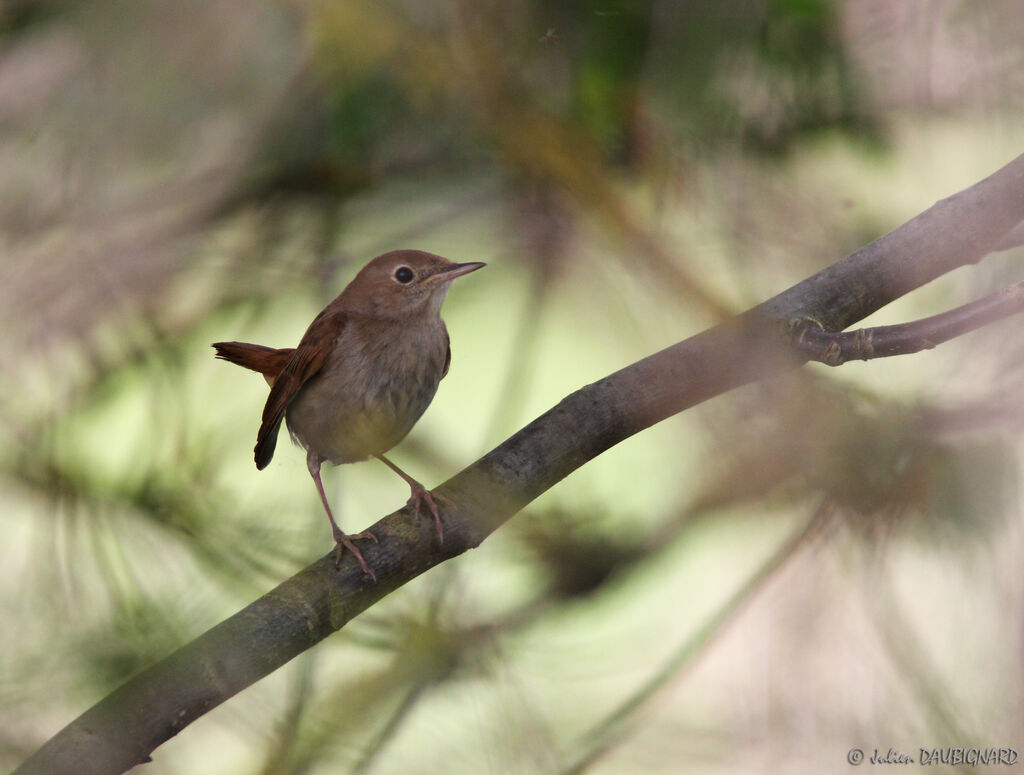 Common Nightingale, identification