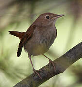 Common Nightingale