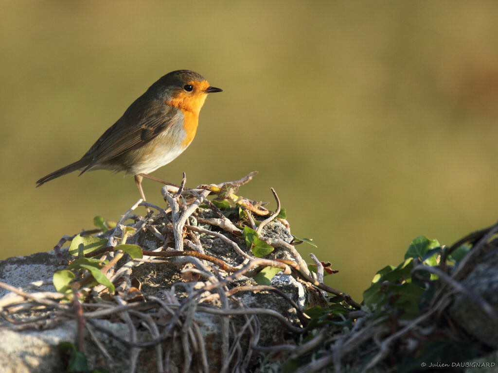 European Robin, identification