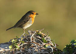 European Robin