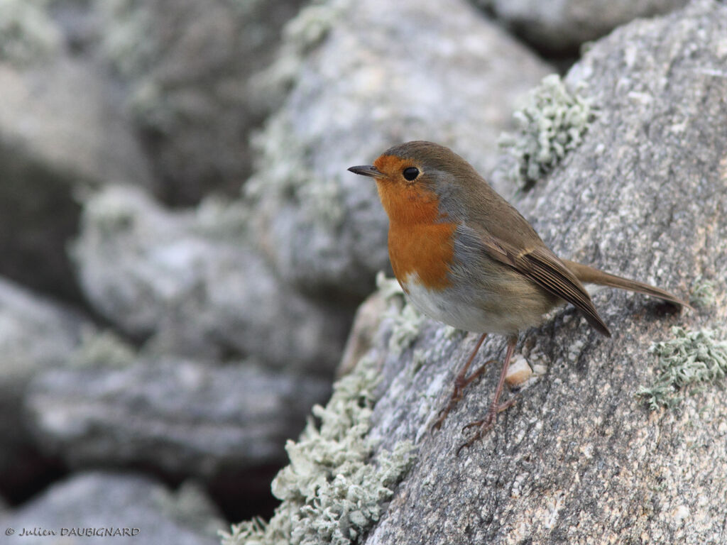 European Robin, identification