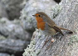 European Robin