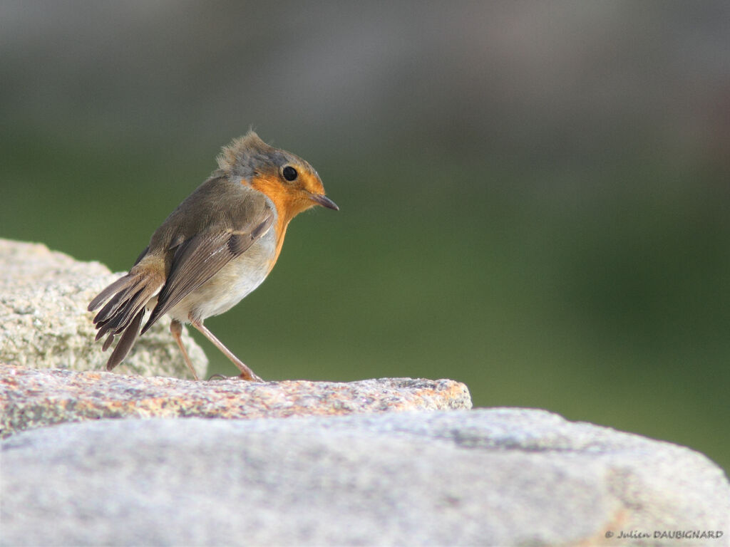 European Robin, identification