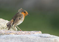 European Robin