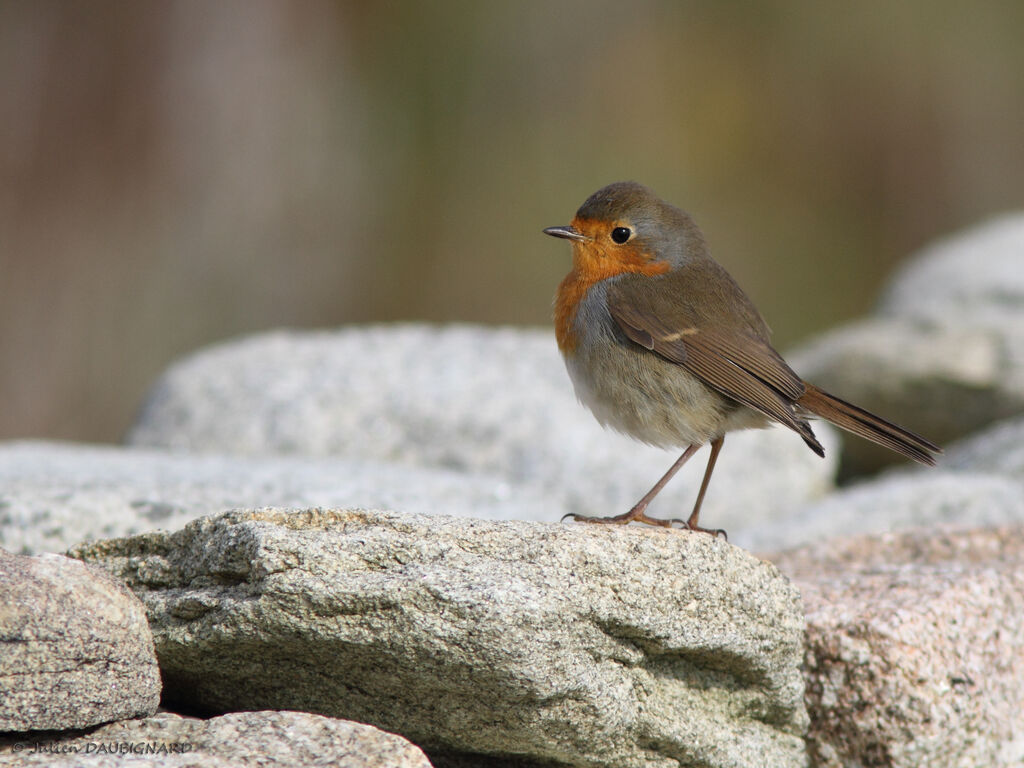 Rougegorge familier, identification