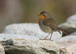 European Robin