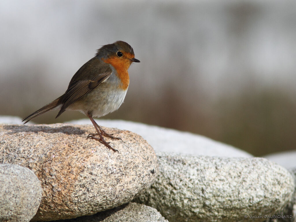 European Robin, identification