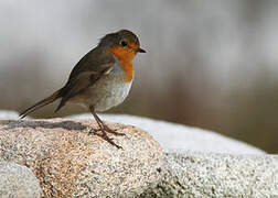 European Robin