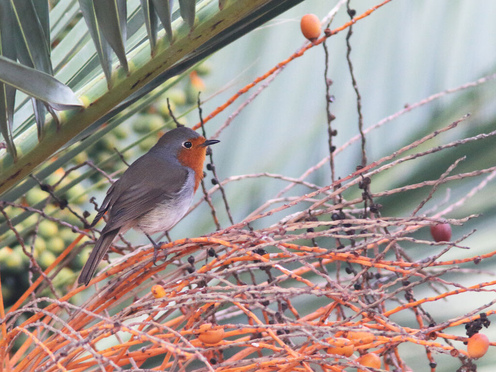 European Robin, identification