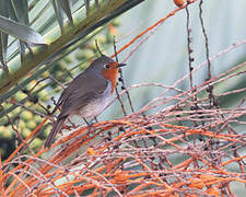 European Robin