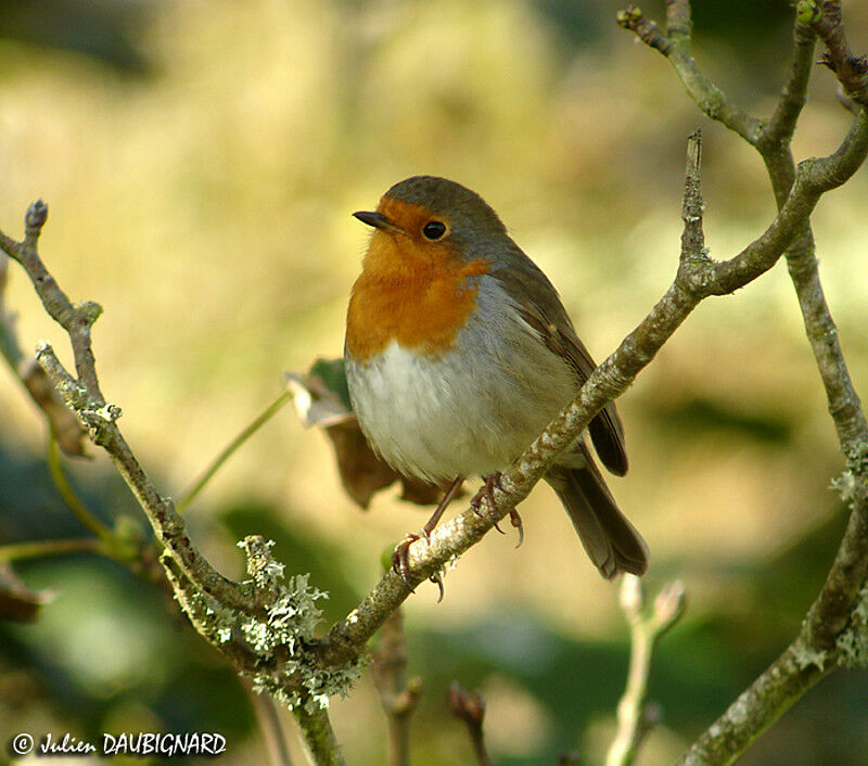 European Robin