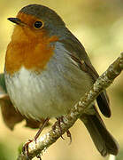 European Robin