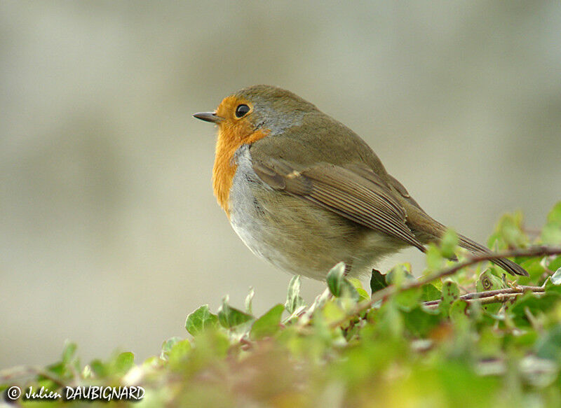 European Robin