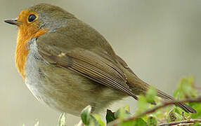 European Robin