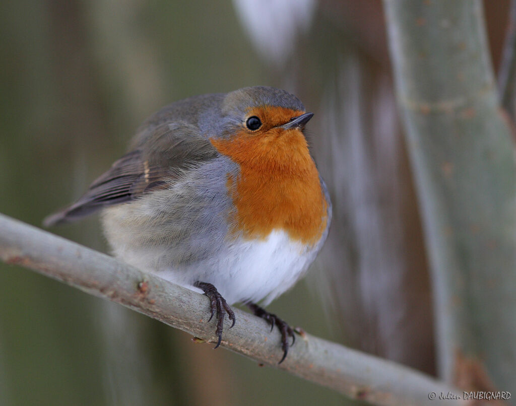 European Robin, identification