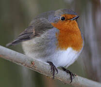 European Robin