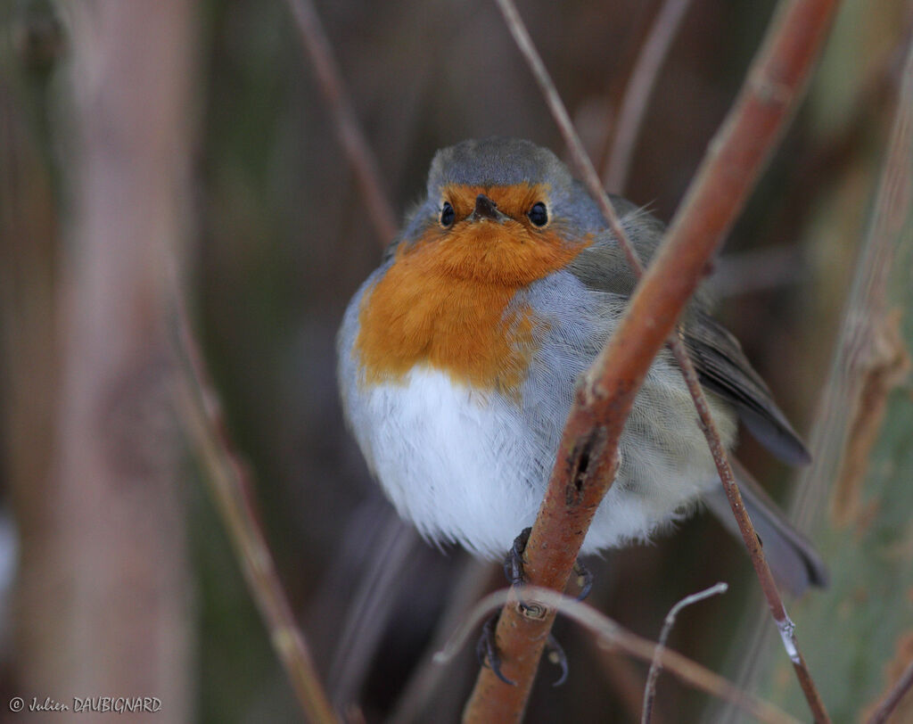 European Robin, identification