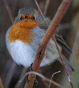 European Robin