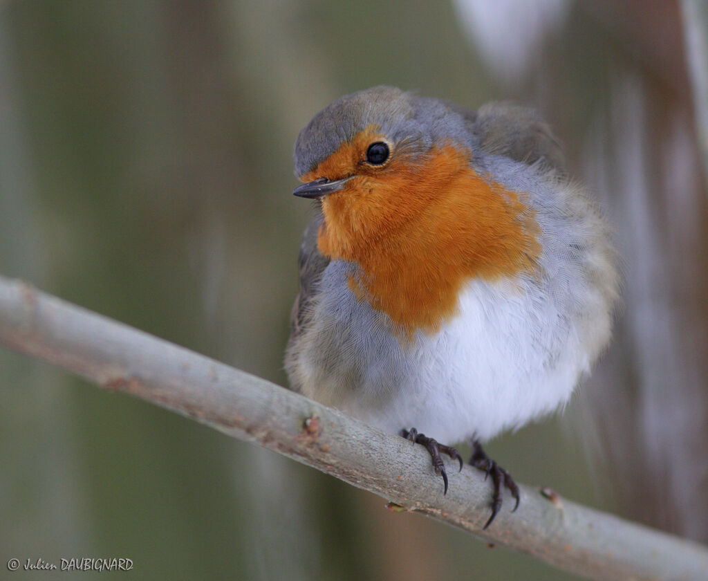 European Robin, identification