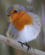 European Robin