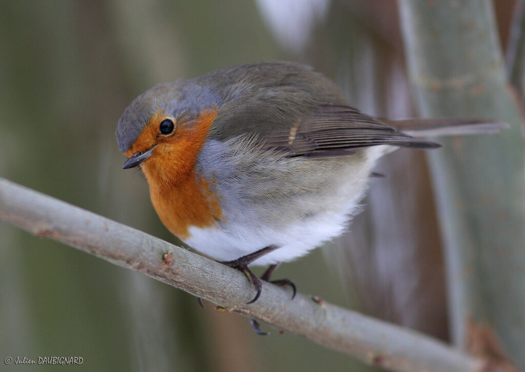 European Robin, identification