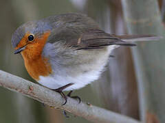 European Robin