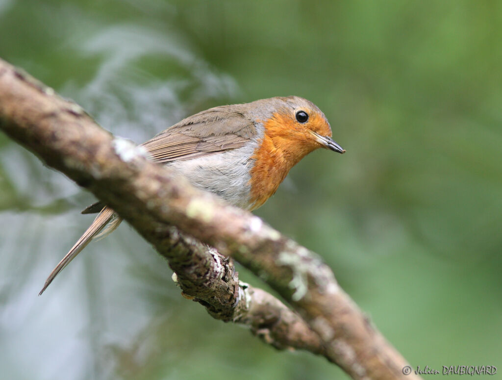 European Robin, identification