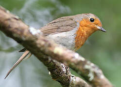 European Robin