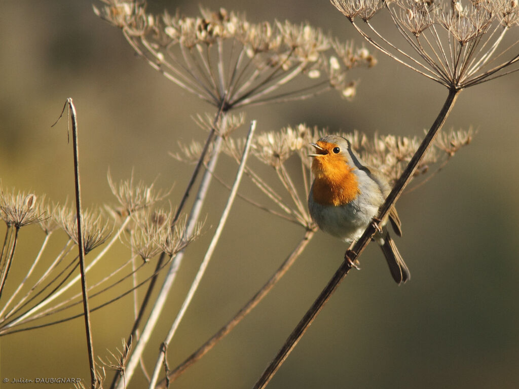 European Robin, identification