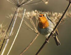 European Robin