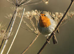 European Robin