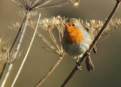 European Robin