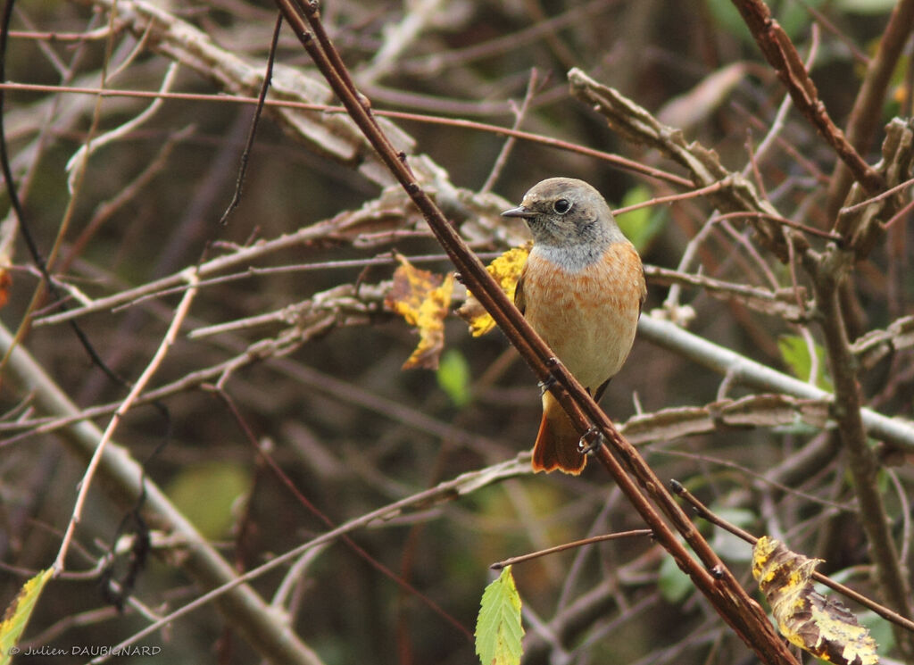 Common Redstart male, identification