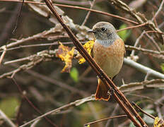 Common Redstart