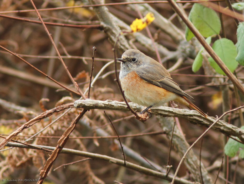 Common Redstart male, identification