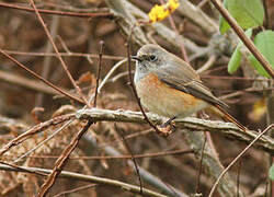 Common Redstart