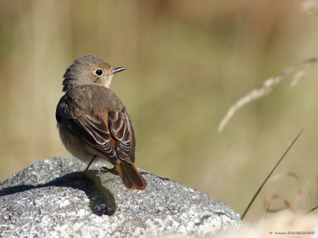 Common Redstart, identification