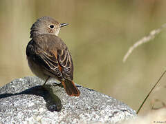 Common Redstart