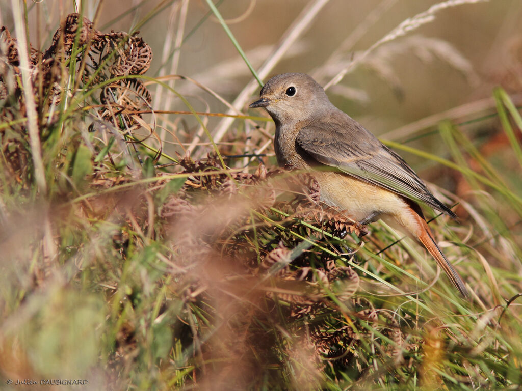 Common Redstart, identification