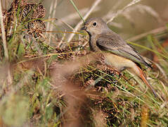 Common Redstart