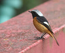 Daurian Redstart