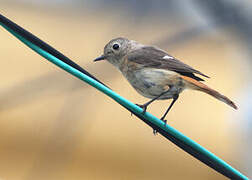 Daurian Redstart