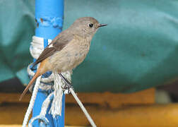 Daurian Redstart