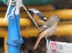 Daurian Redstart