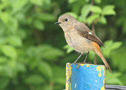 Daurian Redstart