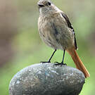 Rougequeue aurore