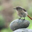 Rougequeue aurore